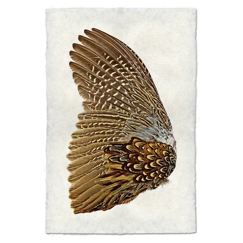 Pheasant Wing Left Print