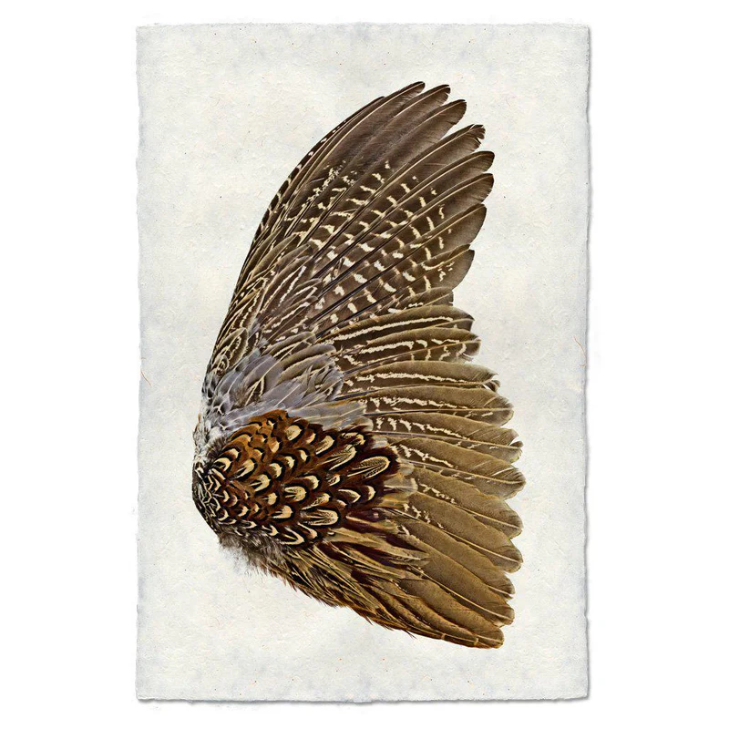 Pheasant Wing Right Print